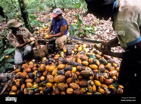  “The Great Cacao Drought” - A 5th-Century Brazilian Anomaly that Reshaped Trade and Ritual Practices